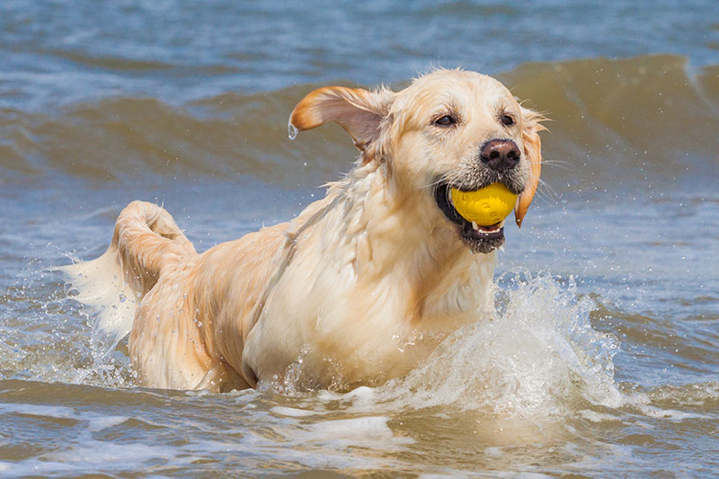 urlaub-hunde-ball-wasser-nordsee