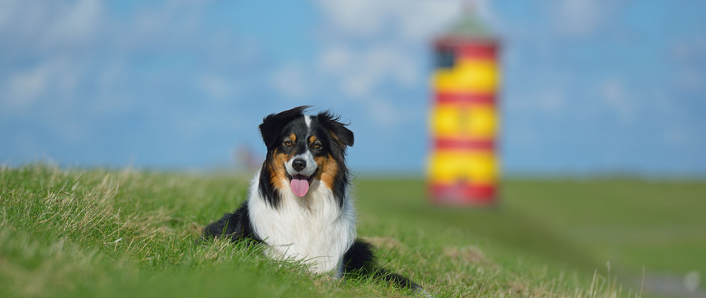 urlaub-mit-hunden-nordsee-wremen